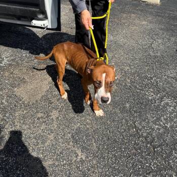 Pit Bull Terrier Dogs Available for Adoption in Northbrook, Illinois - Sigmund | PetCurious