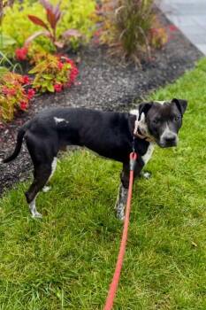 Big Boom -  Mixed Breed Dog for Adoption in Cincinnati, Ohio - Big Boom | PetCurious