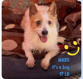 Mars -  Terrier and Mixed Breed Dog for Adoption in Severance, Colorado - Mars | PetCurious