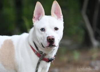 Bolt -  Mixed Breed Dog for Adoption in Monroe, Georgia - Bolt | PetCurious