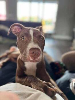 Coffee Klatch:  Caramel Macchiato (CP) -  Terrier and Pit Bull Terrier Dog for Adoption in Dallas, Texas - Coffee Klatch:  Caramel Macchiato (CP) | PetCurious