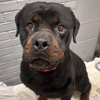 Bison -  Mixed Breed Dog for Adoption in Allentown, Pennsylvania - Bison | PetCurious
