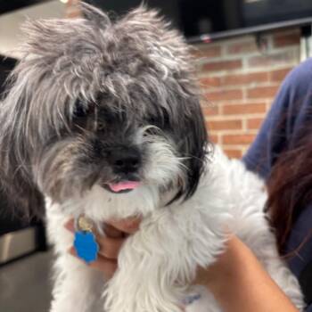 Muffin -  Shih Tzu Dog for Adoption in Allentown, Pennsylvania - Muffin | PetCurious