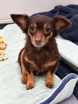 Minnie -  Chihuahua and Pomeranian Dog for Adoption in Aiken, South Carolina - Minnie | PetCurious