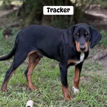 Tracker -  Hound Dog for Adoption in Brewton, Alabama - Tracker | PetCurious