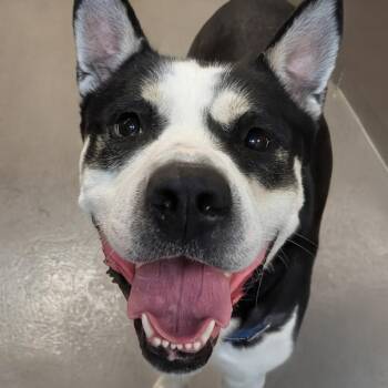Siberian Husky and Akita Dogs Available for Adoption in Baltimore, Maryland - Arlo | PetCurious