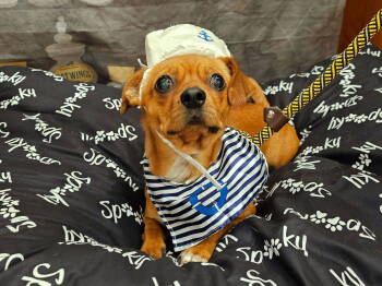 Rescue Chihuahua Dogs for Adoption in Apple Valley, California - Pappy | PetCurious