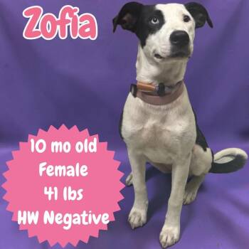 Zofia -  Pointer Dog for Adoption in Sorrento, Louisiana - Zofia | PetCurious