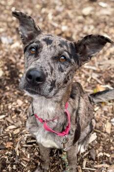 Valerie -  Mixed Breed Dog for Adoption in Cincinnati, Ohio - Valerie | PetCurious
