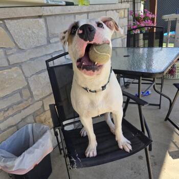 Squirrel -  Hound and Pit Bull Terrier Dog for Adoption in Black River Falls, Wisconsin - Squirrel | PetCurious