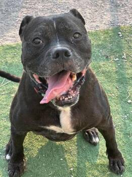 Ricky -  Boxer and Pit Bull Terrier Dog for Adoption in Evansville, Indiana - Ricky | PetCurious