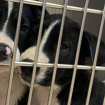 Mixed Breed Dogs Available for Adoption in Ardmore, Oklahoma - Climber | PetCurious