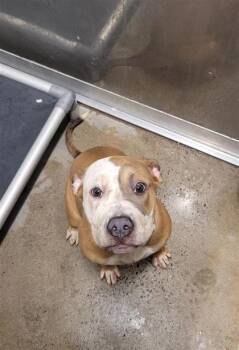 Isla -  Mixed Breed Dog for Adoption in West Chester, Pennsylvania - Isla | PetCurious