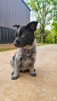 Australian Cattle Dog Blue Heeler Dogs Available for Adoption in Oklahoma City, Oklahoma - Hondo | PetCurious