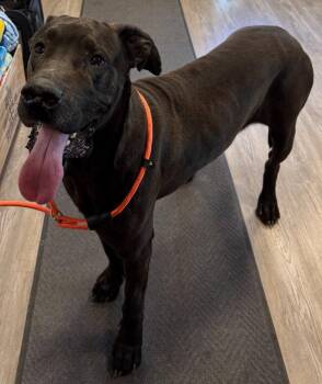 Mixed Breed Dogs Available for Adoption in Emmett, Idaho - Bear | PetCurious