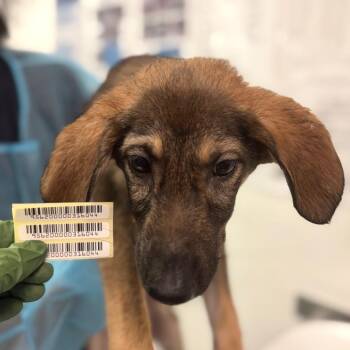 Hammerhead Bat -  Mixed Breed Dog for Adoption in Charleston, West Virginia - Hammerhead Bat | PetCurious