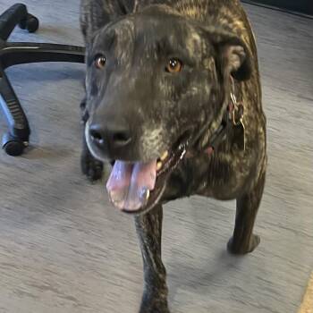 Theodore -  Retriever and Mixed Breed Dog for Adoption in Palm Springs, California - Theodore | PetCurious