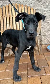 Rescue Great Dane Dogs for Adoption in Cottonwood, Arizona - Groudon | PetCurious