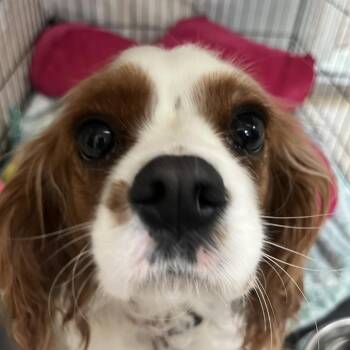 Sophie -  Cavalier King Charles Spaniel Dog for Adoption in Lynchburg, Virginia - Sophie | PetCurious