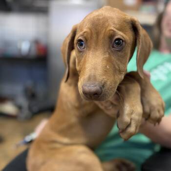 Rescue Labrador Retriever Dogs for Adoption in Columbia, South Carolina - That One | PetCurious