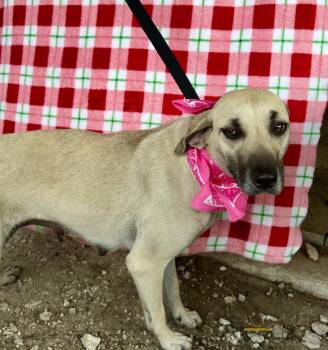Rescue Black Mouth Cur Dogs for Adoption in Paramus, New Jersey - Ash | PetCurious