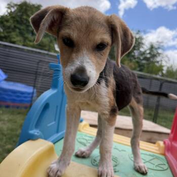 Beagle and American Foxhound Dogs Available for Adoption in Gilbert, Arizona - Wells | PetCurious