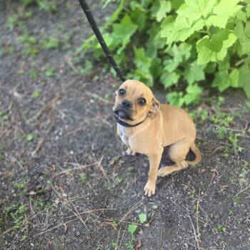 Abracadaniel -  Pug and Retriever Dog for Adoption in Incline Village, Nevada - Abracadaniel | PetCurious