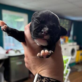 Aero -  Pit Bull Terrier Dog for Adoption in Port Richey, Florida - Aero | PetCurious