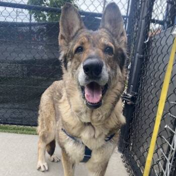 Rescue German Shepherd Dog Dogs for Adoption in Pittsburgh, Pennsylvania - Trader | PetCurious