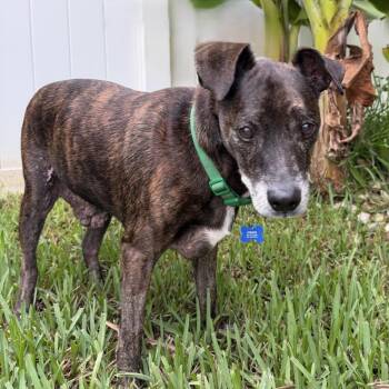 Stewie -  Italian Greyhound and Terrier Dog for Adoption in Alafaya, Florida - Stewie | PetCurious