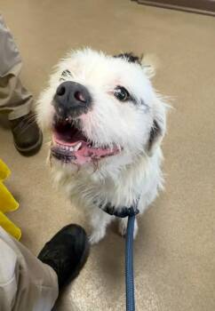 Mixed Breed Dogs Available for Adoption - Archie | PetCurious