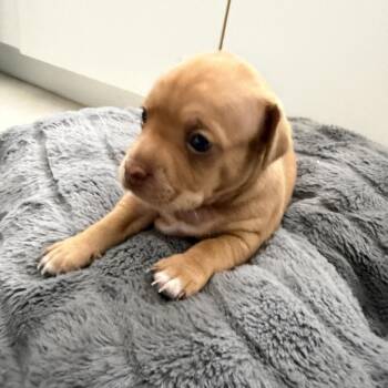 Chihuahua Dogs Available for Adoption in Jupiter, Florida - Waffles | PetCurious