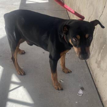 Berkley* -  Miniature Pinscher Dog for Adoption in San Gabriel, California - Berkley* | PetCurious
