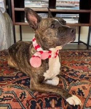 Mixed Breed Dogs Available for Adoption - Lola | PetCurious