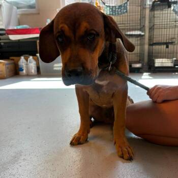 Vernon -  Mixed Breed Dog for Adoption in Huntington, West Virginia - Vernon | PetCurious
