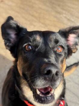 Rescue Mixed Breed Dogs for Adoption in Stanwood, Washington - Sierra | PetCurious