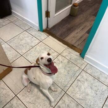 Rescue Whippet Dogs for Adoption in Port Aransas, Texas - Taylor | PetCurious