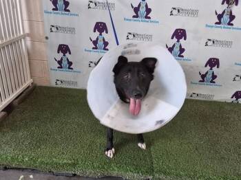 HELA -  German Shepherd Dog and Siberian Husky Dog for Adoption in Orlando, Florida - HELA | PetCurious