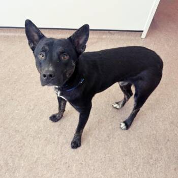Blue -  Shepherd Dog for Adoption in Brentwood, Missouri - Blue | PetCurious