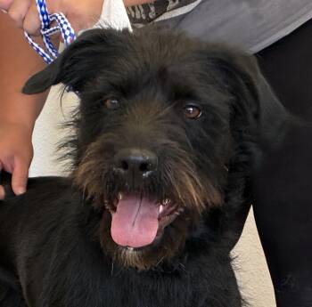 Polly -  Black Labrador Retriever and Terrier Dog for Adoption in Greeley, Colorado - Polly | PetCurious
