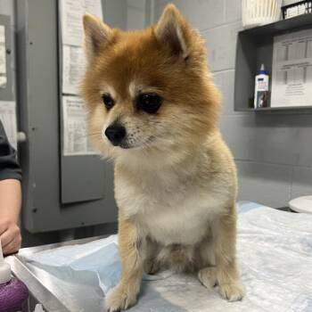 Pomeranian Dogs Available for Adoption - Burn | PetCurious