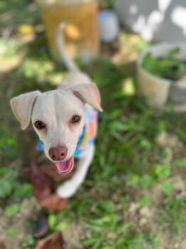 Chiweenie Dogs Available for Adoption in Albion, New York - Leal And Caramelo | PetCurious