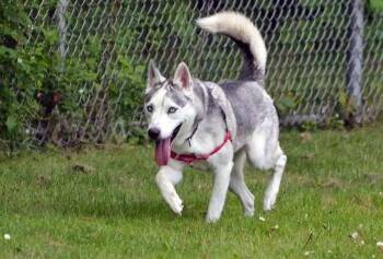 Rescue Husky Dogs for Adoption in Coupeville, Washington - Nola | PetCurious