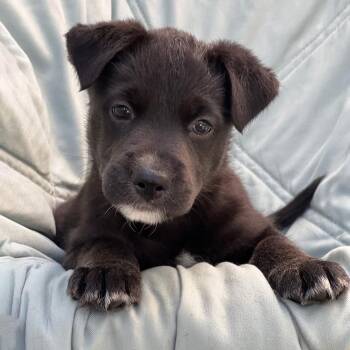 Chess Pup - Bishop -  Wire Fox Terrier and Shepherd Dog for Adoption in San Diego, California - Chess Pup - Bishop | PetCurious