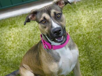 BLUE -  Pit Bull Terrier and Akita Dog for Adoption in Tallahassee, Florida - BLUE | PetCurious