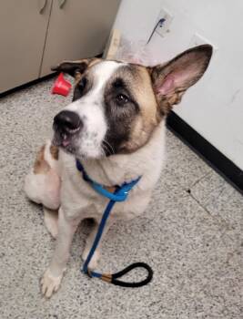 Rescue Akita and Mixed Breed Dogs for Adoption in West Chester, Pennsylvania - Sammy | PetCurious