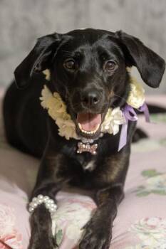 Flat Coated Retriever and English Toy Spaniel Dogs Available for Adoption - Diane Lola  | PetCurious