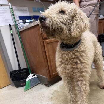 Bud- 100906U -  Standard Poodle Dog for Adoption in Tupelo, Mississippi - Bud- 100906U | PetCurious