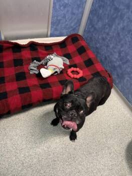 SASSY -  French Bulldog Dog for Adoption in Loveland, Colorado - SASSY | PetCurious