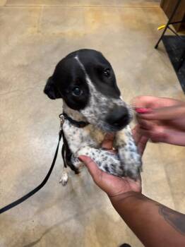 Found Animal 360 -  Australian Cattle Dog Blue Heeler Dog for Adoption in Douglasville, Georgia - Found Animal 360 | PetCurious